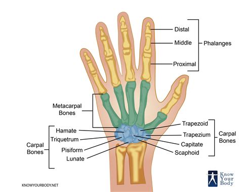 Bones of the Hand .